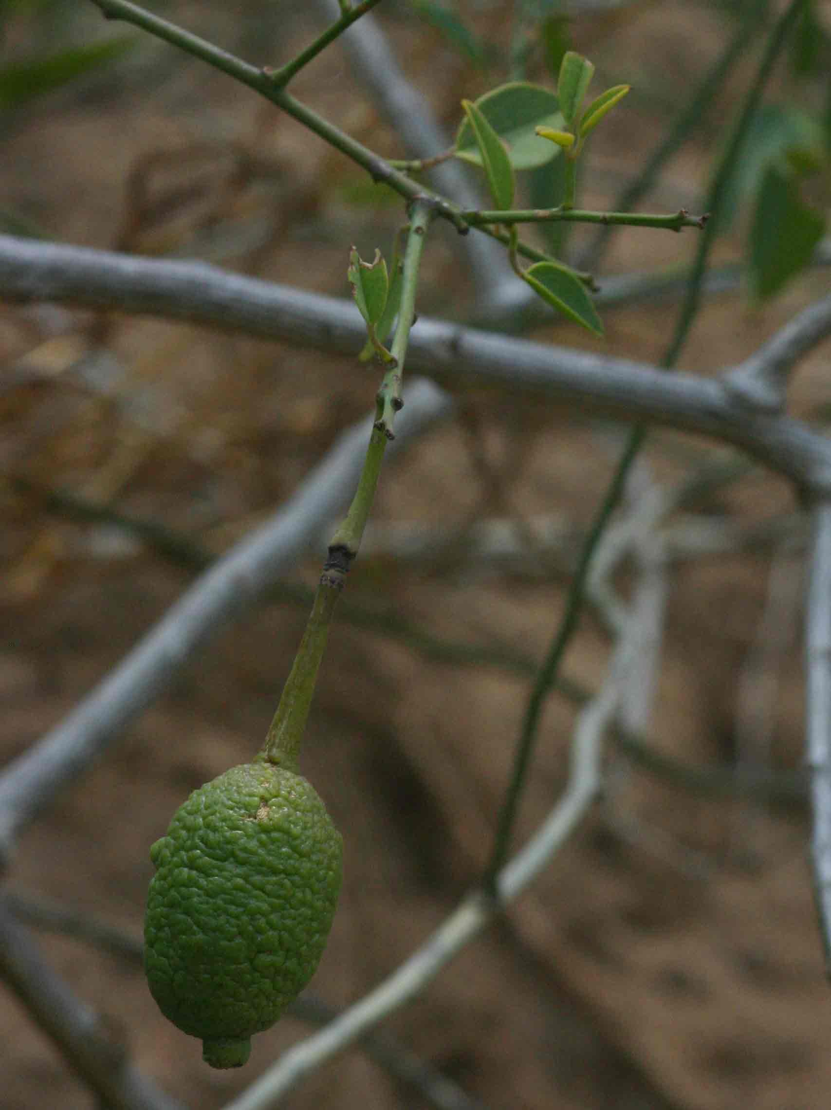 Maerua juncea subsp. crustata