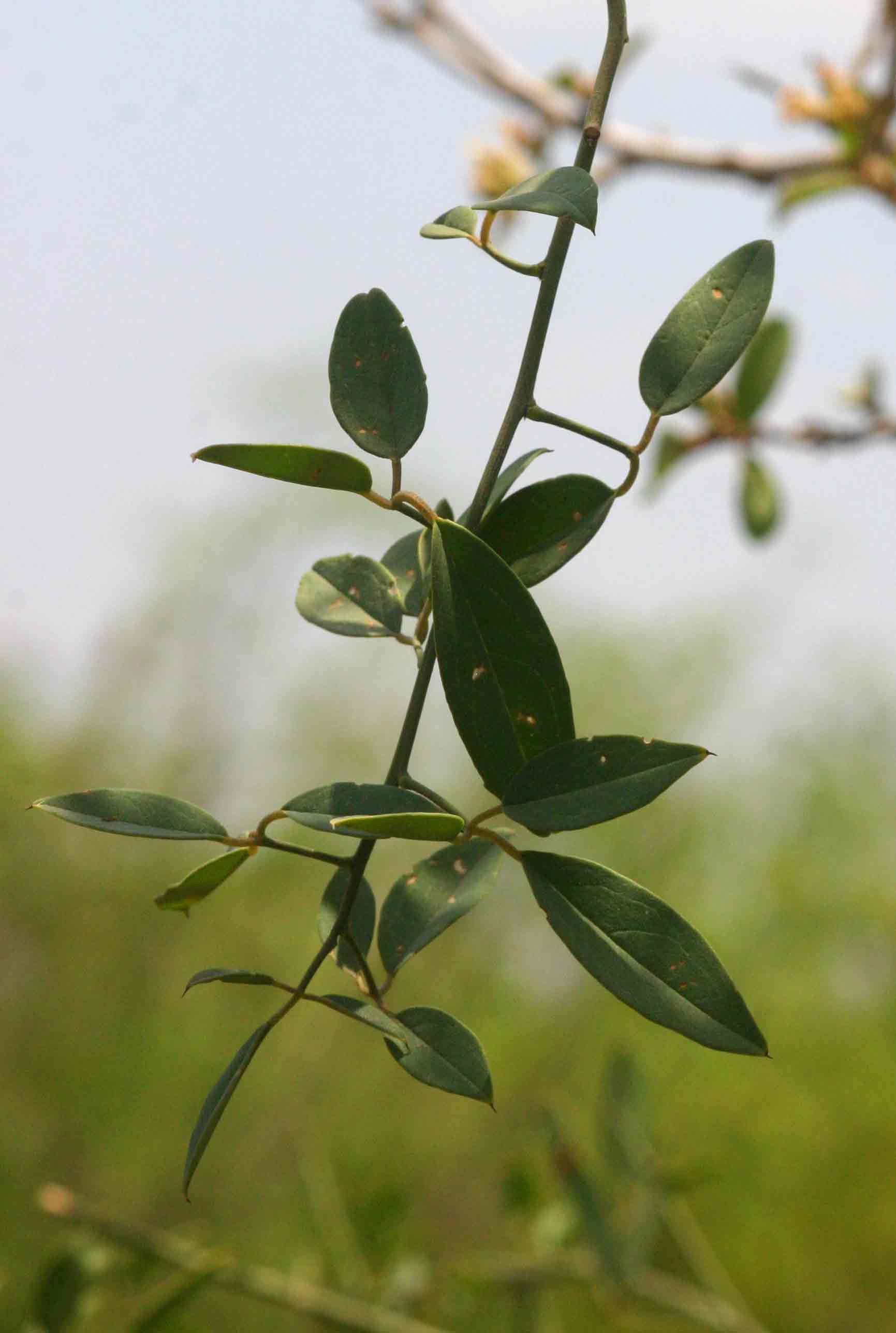 Maerua juncea subsp. crustata