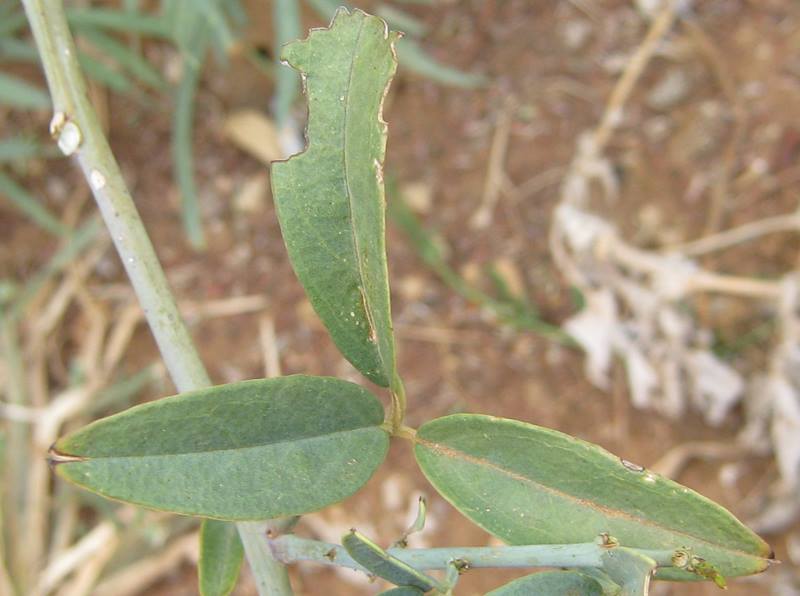 Maerua juncea subsp. crustata