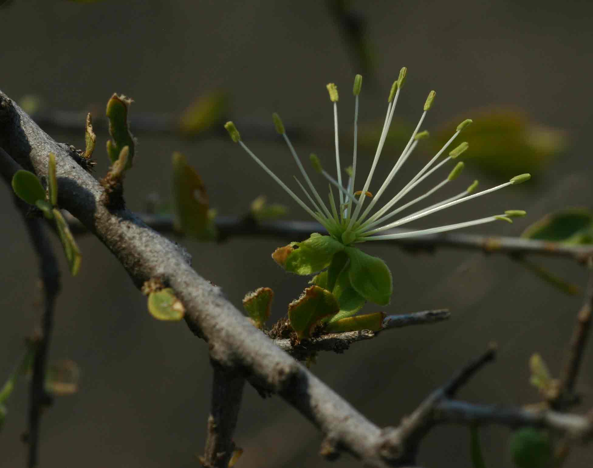Maerua parvifolia