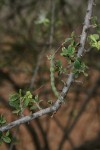 Maerua parvifolia