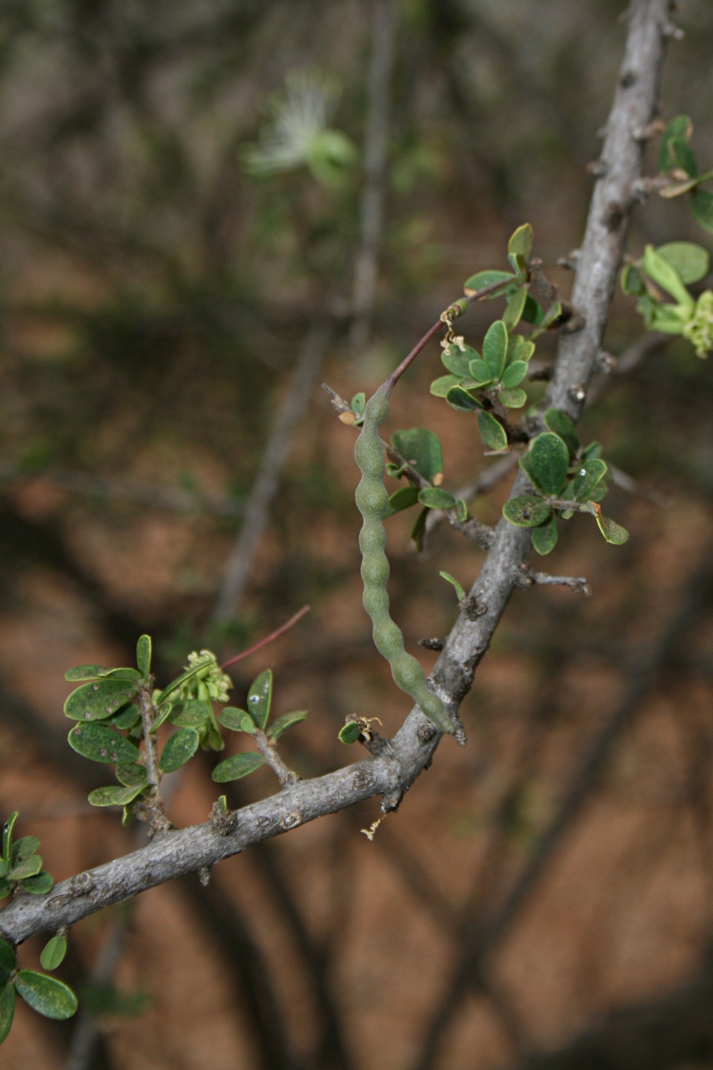 Maerua parvifolia