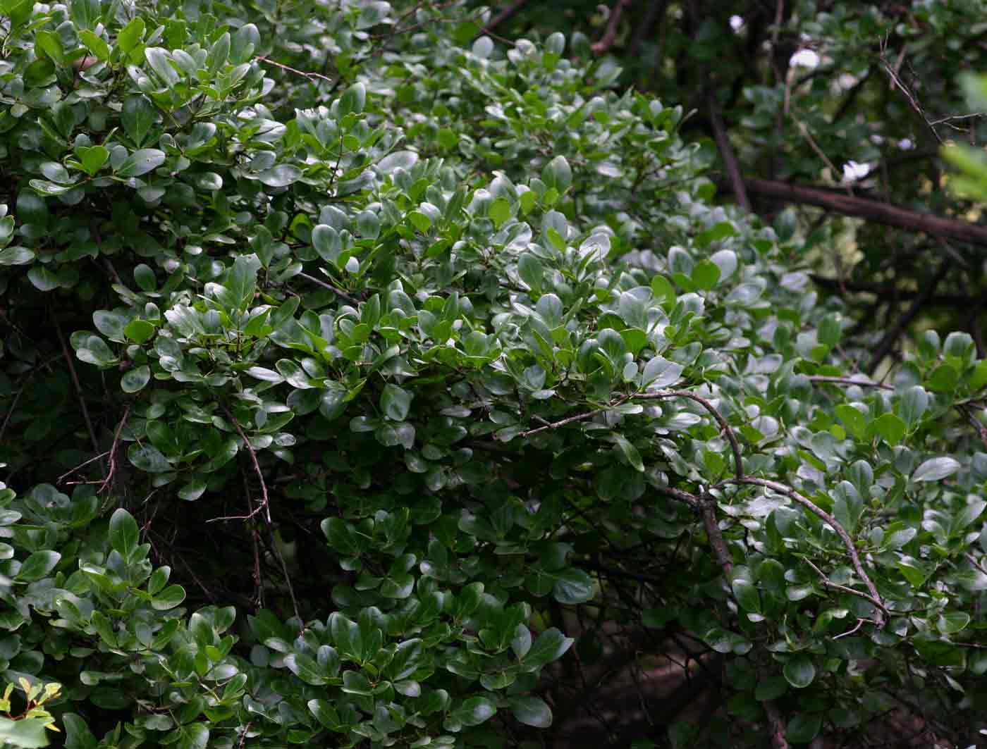 Maerua triphylla subsp. pubescens