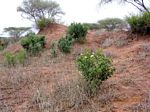 Thilachium africanum