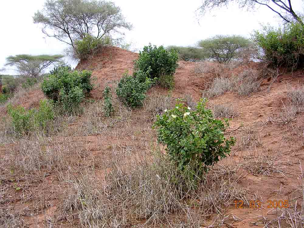 Thilachium africanum