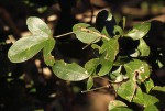 Thilachium africanum