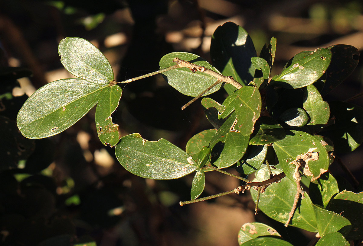 Thilachium africanum
