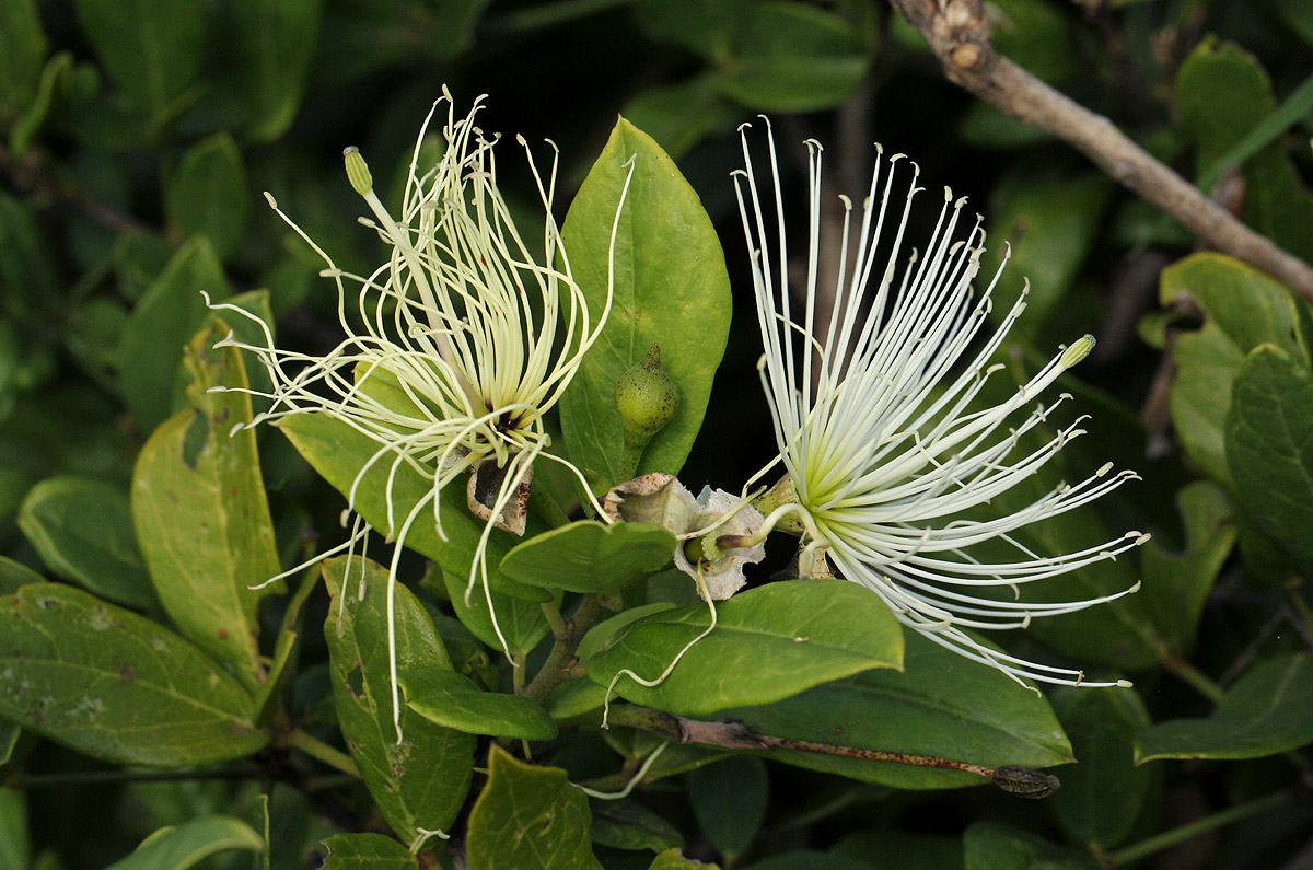 Thilachium africanum