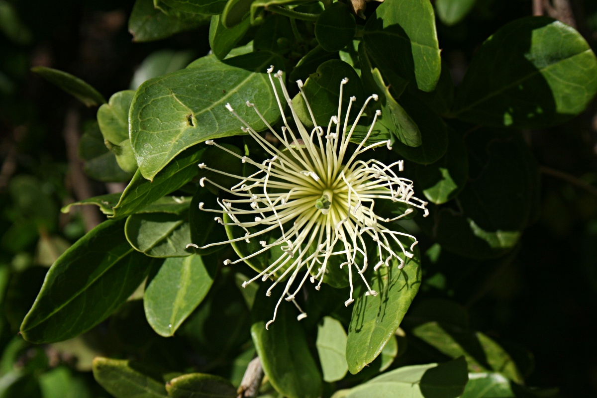 Thilachium africanum