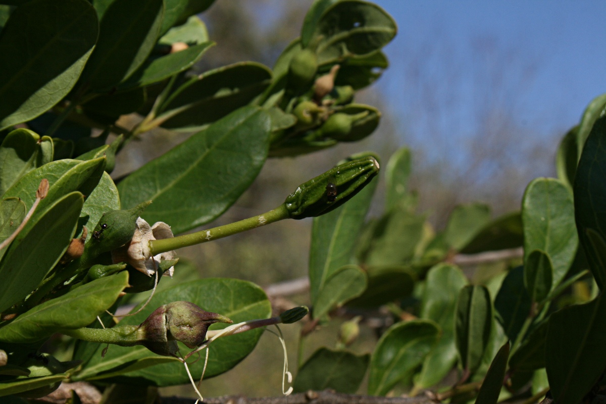 Thilachium africanum