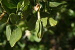 Thilachium africanum
