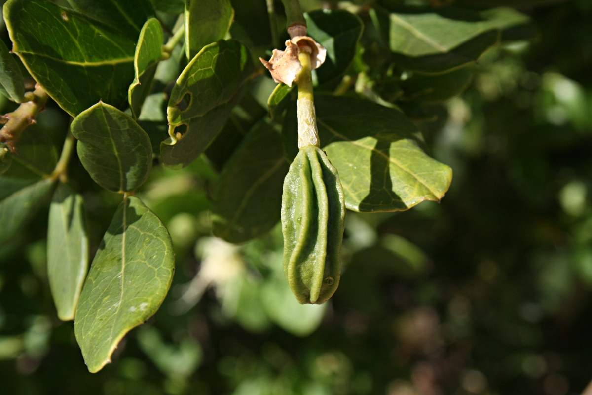 Thilachium africanum