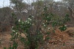 Thilachium africanum