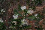 Thilachium africanum
