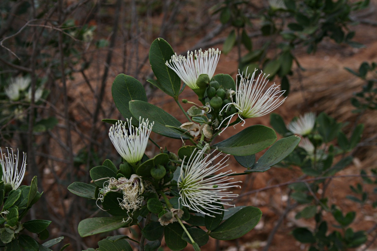 Thilachium africanum