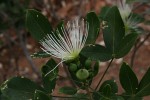 Thilachium africanum