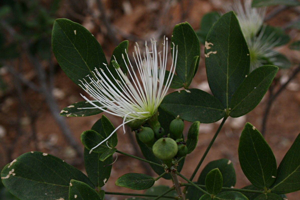 Thilachium africanum