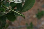 Thilachium africanum