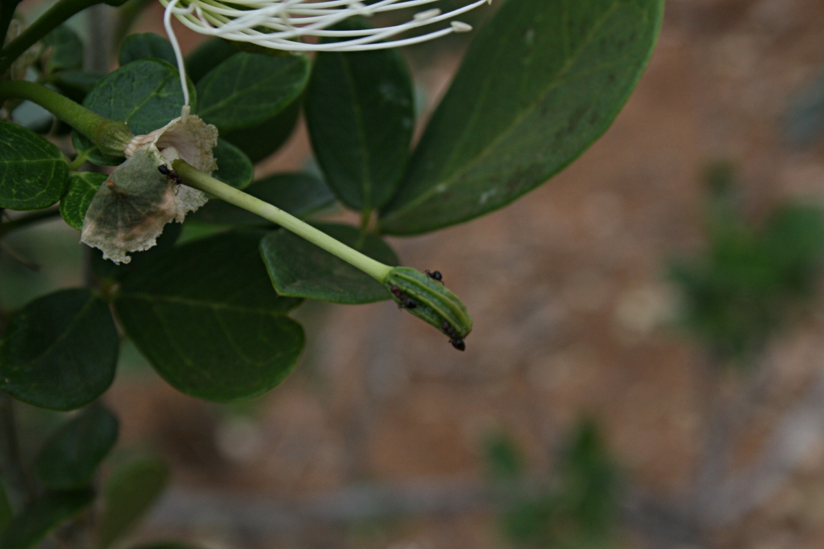 Thilachium africanum