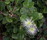 Thilachium africanum
