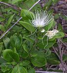 Thilachium africanum