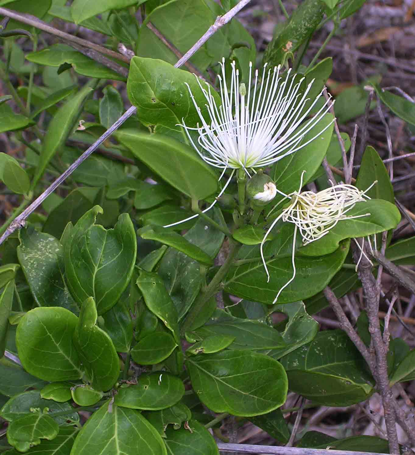 Thilachium africanum