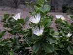 Thilachium africanum
