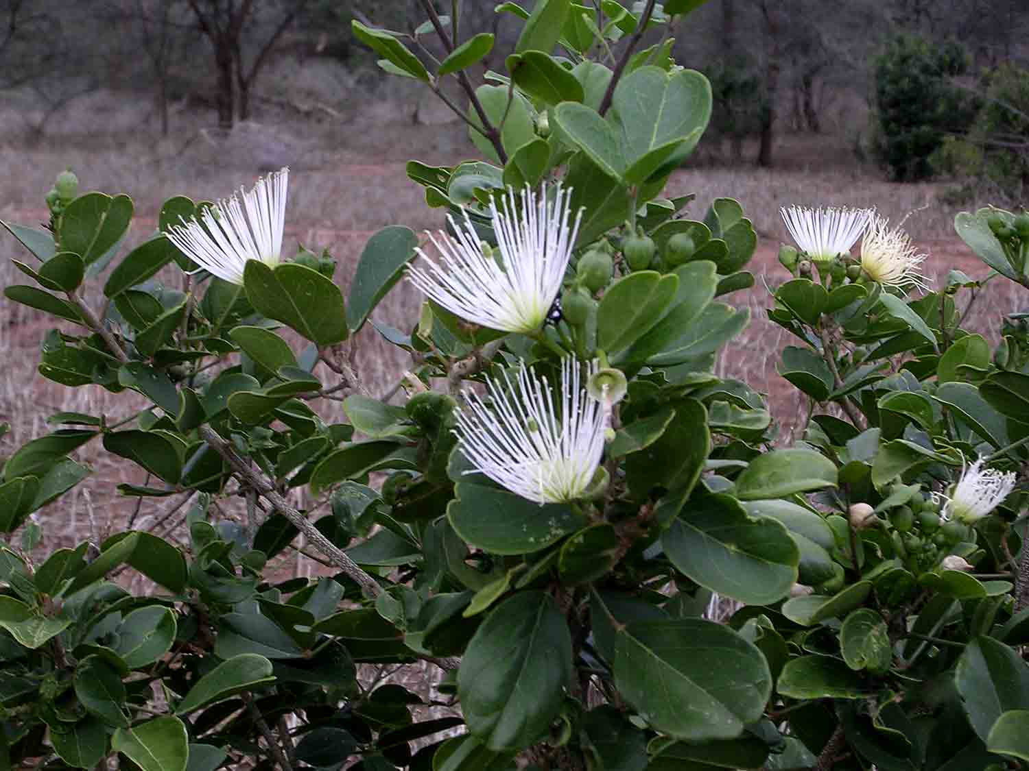 Thilachium africanum