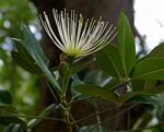 Thilachium africanum