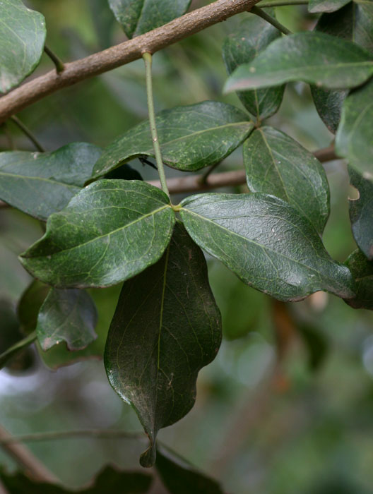 Thilachium africanum