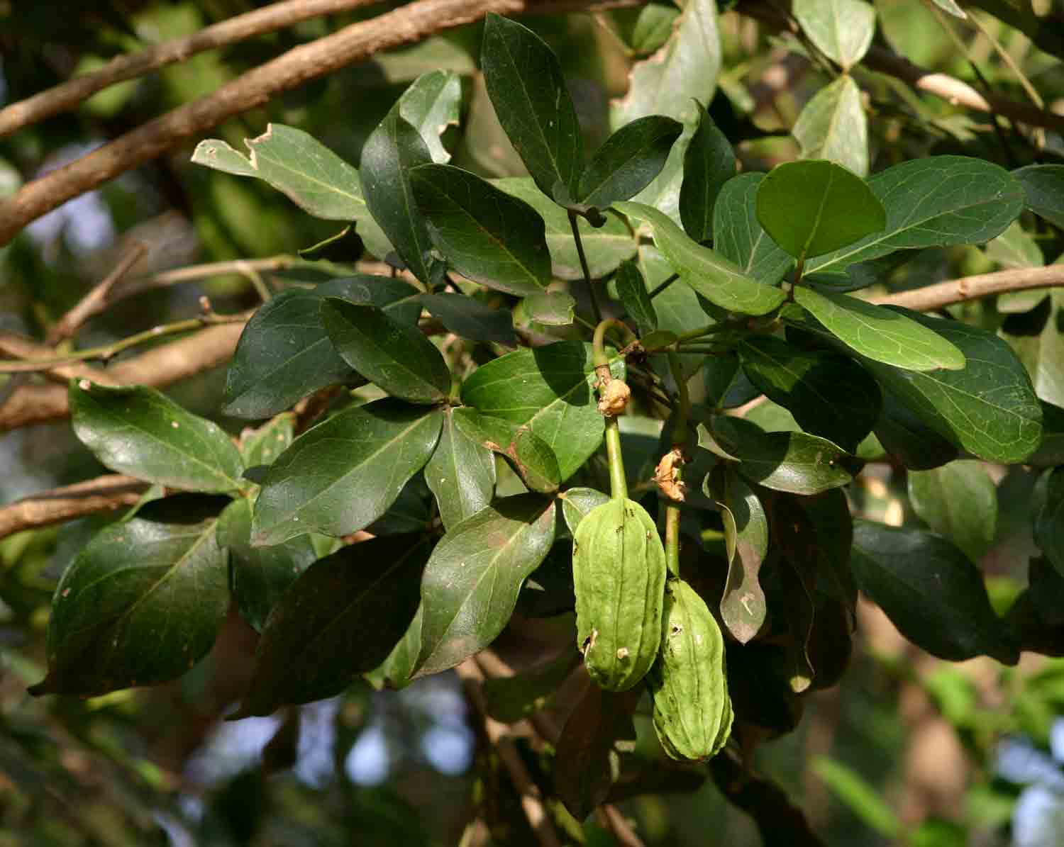 Thilachium africanum