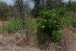 Thilachium africanum