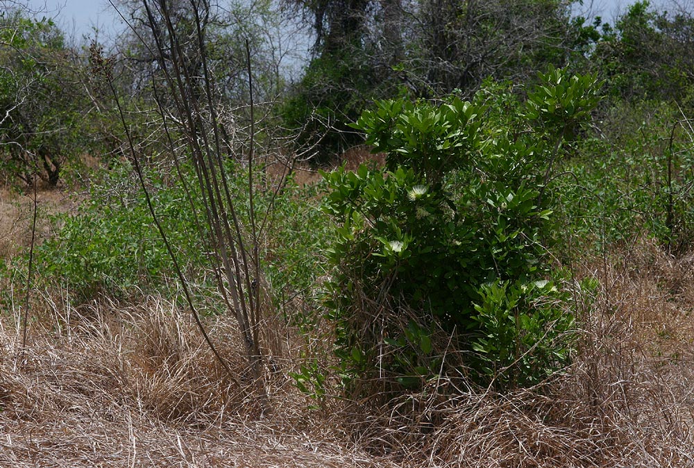 Thilachium africanum