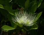 Thilachium africanum
