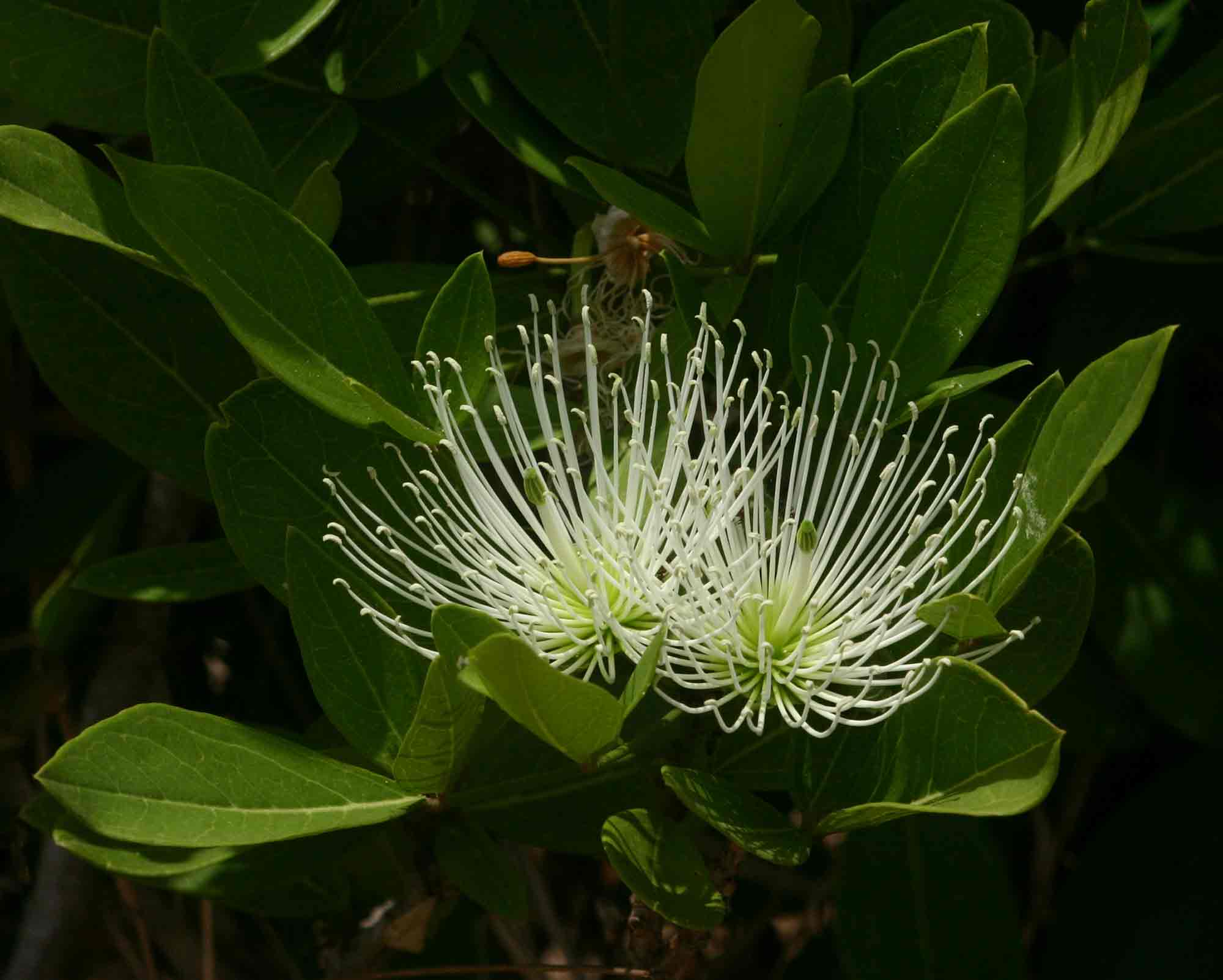 Thilachium africanum