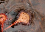 Drosera burkeana