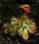 Drosera dielsiana