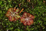 Drosera dielsiana
