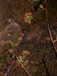 Drosera dielsiana