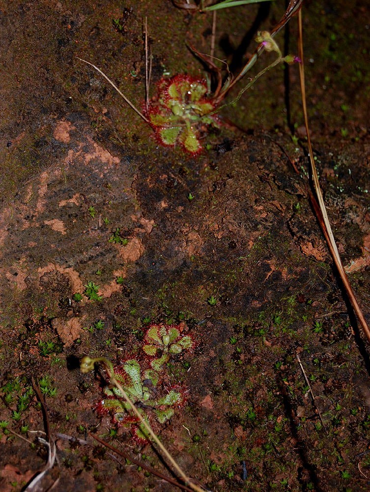 Drosera dielsiana