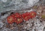 Drosera dielsiana