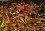 Drosera dielsiana