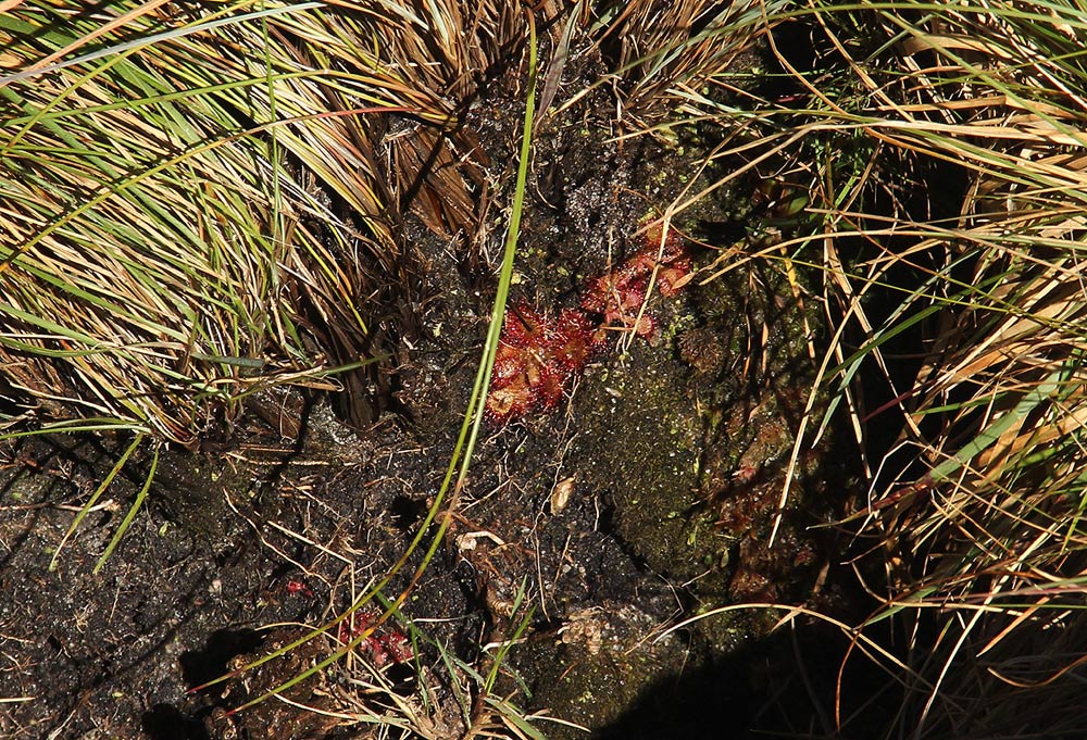Drosera dielsiana