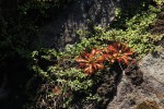 Drosera dielsiana