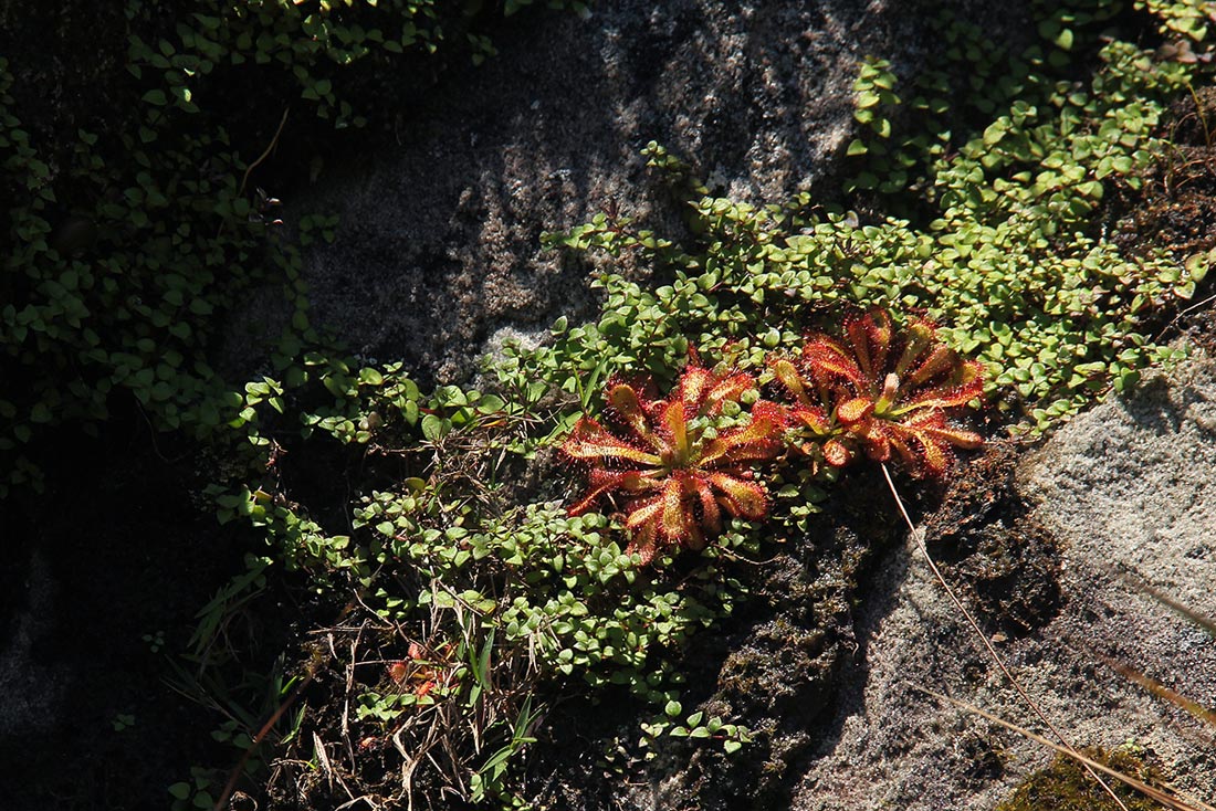 Drosera dielsiana