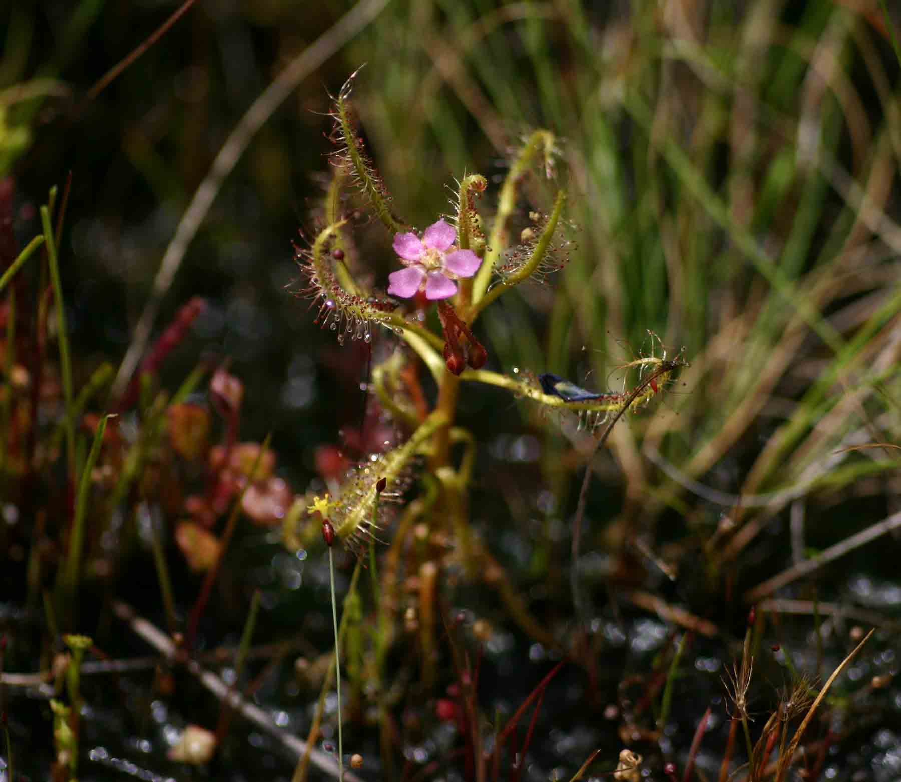 Drosera indica