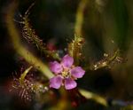 Drosera indica