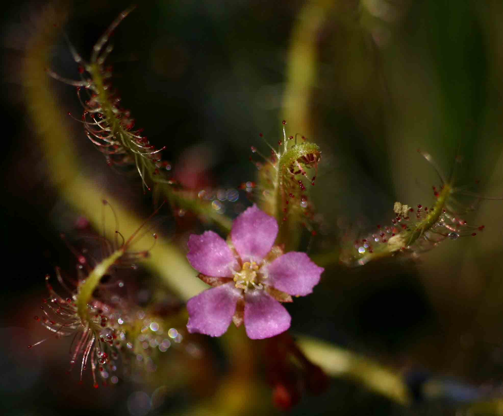 Drosera indica