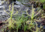 Drosera indica