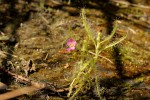 Drosera indica